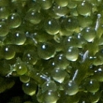 O caviar verde